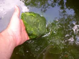 Bild von Algen im Kühlwasser